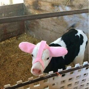 Meet your Posher, Wendy